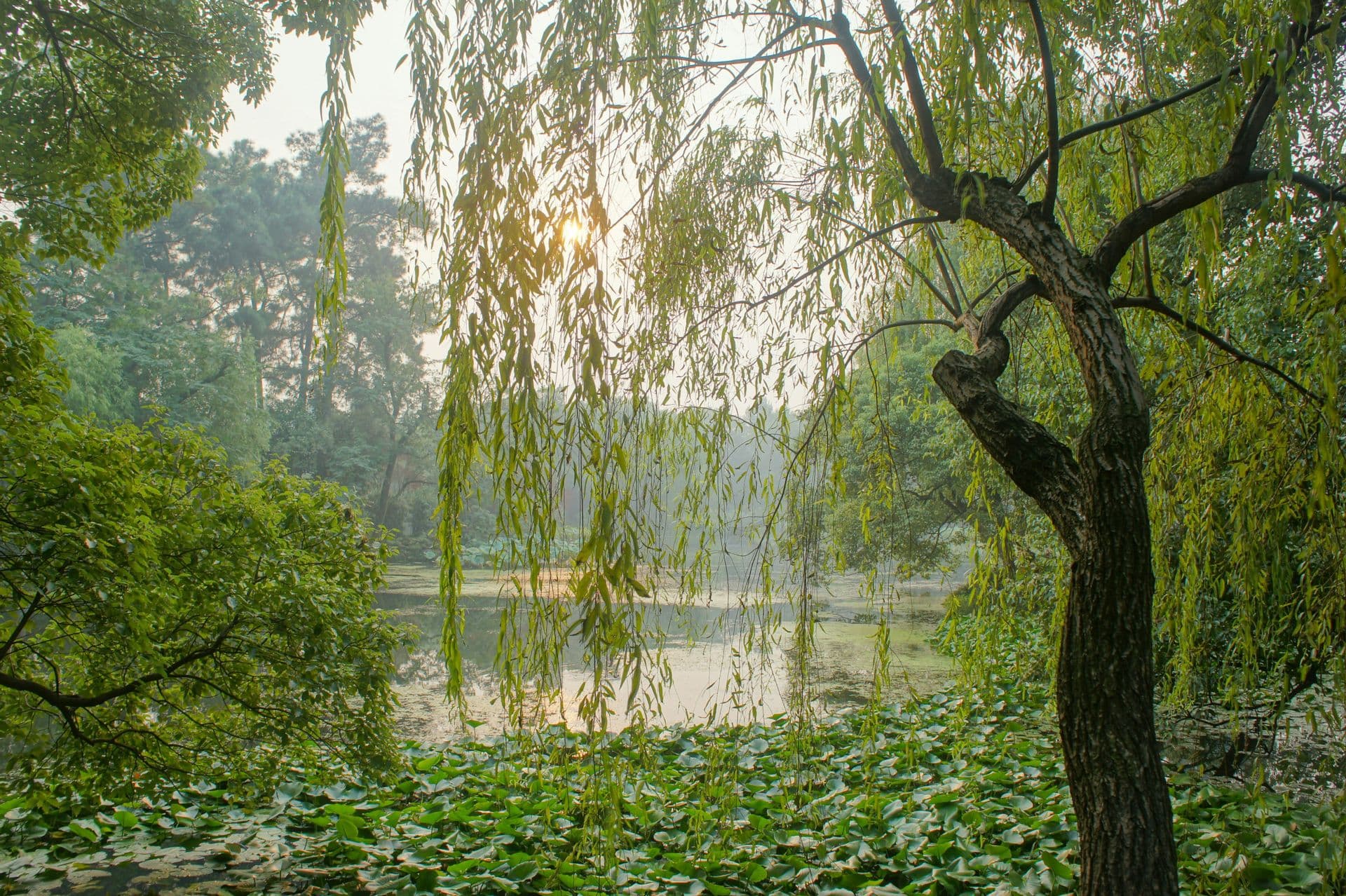 Hangzhou : un lieu enchanteur au bord du lac de l’Ouest