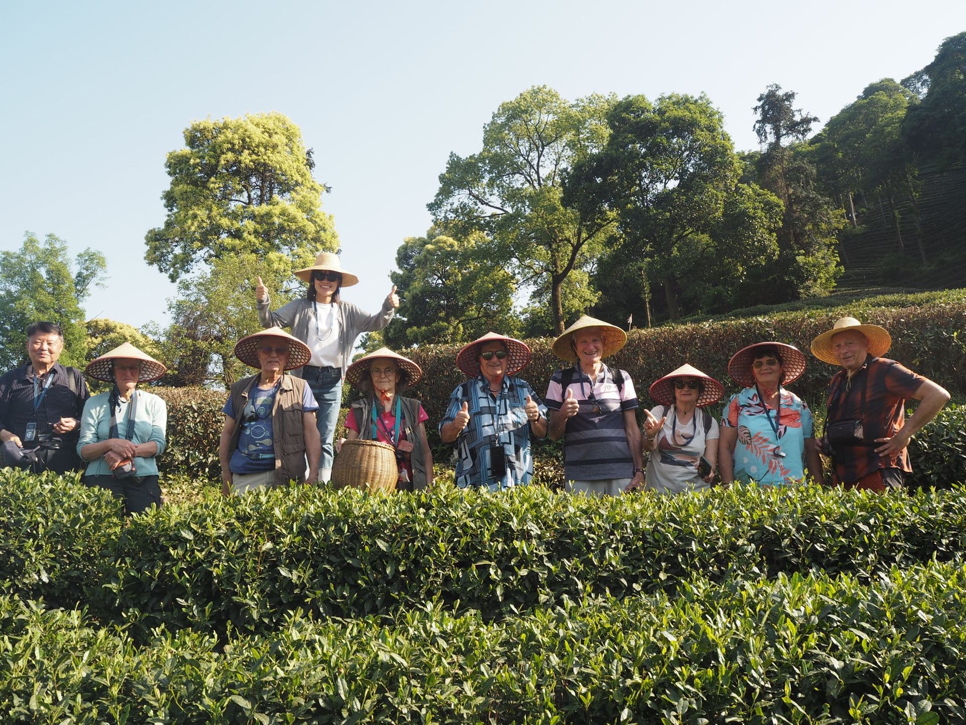 Plantation de thé en Chine