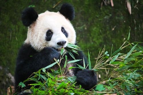 Chengdu Panda