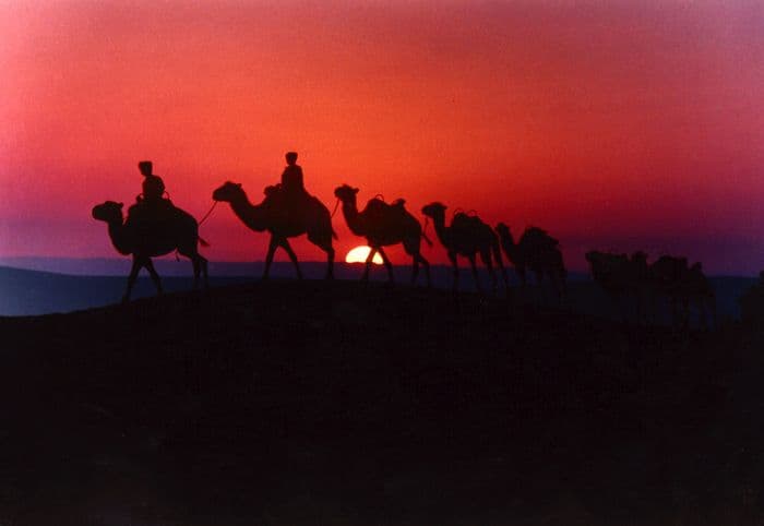 Silk road kamel